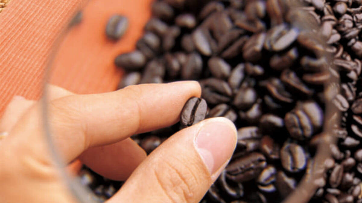 知っていて損のないコーヒー雑学！コーヒー豆を栽培するには気候がポイント？