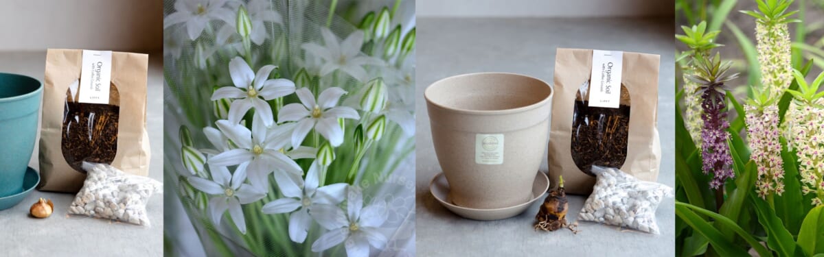 4月22日はアースデイ（地球の日）！コーヒーカスから育つお花栽培セットを限定発売